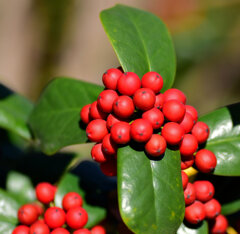 柊黐 （ひいらぎもち）、チャイニーズ・ホーリー、支那柊（しなひいらぎ）９