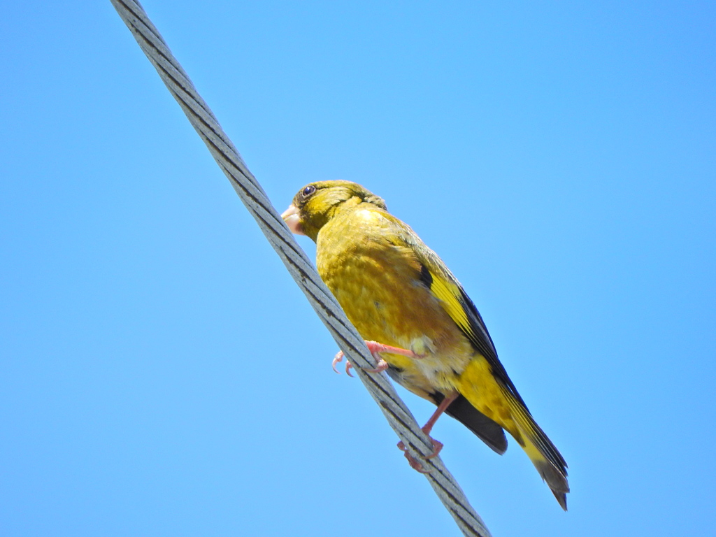 先に投稿した誰が喰った？の犯鳥　カワラヒワ　５