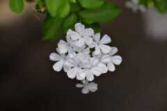 瑠璃茉莉 （るりまつり） （プランバーゴ）白花　４