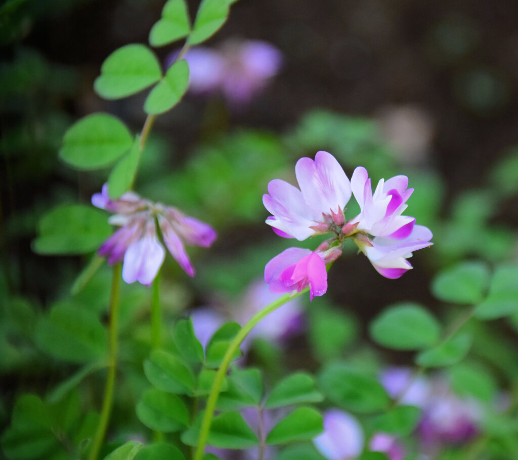 蓮華草　７