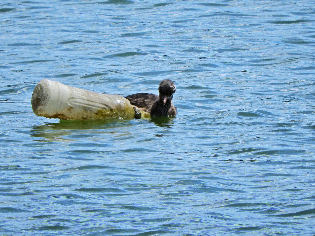 等々力緑地公園・・釣り堀池　カイツブリ　１
