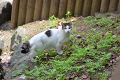 二ヶ領用水路・・脇で　野良にゃん　１