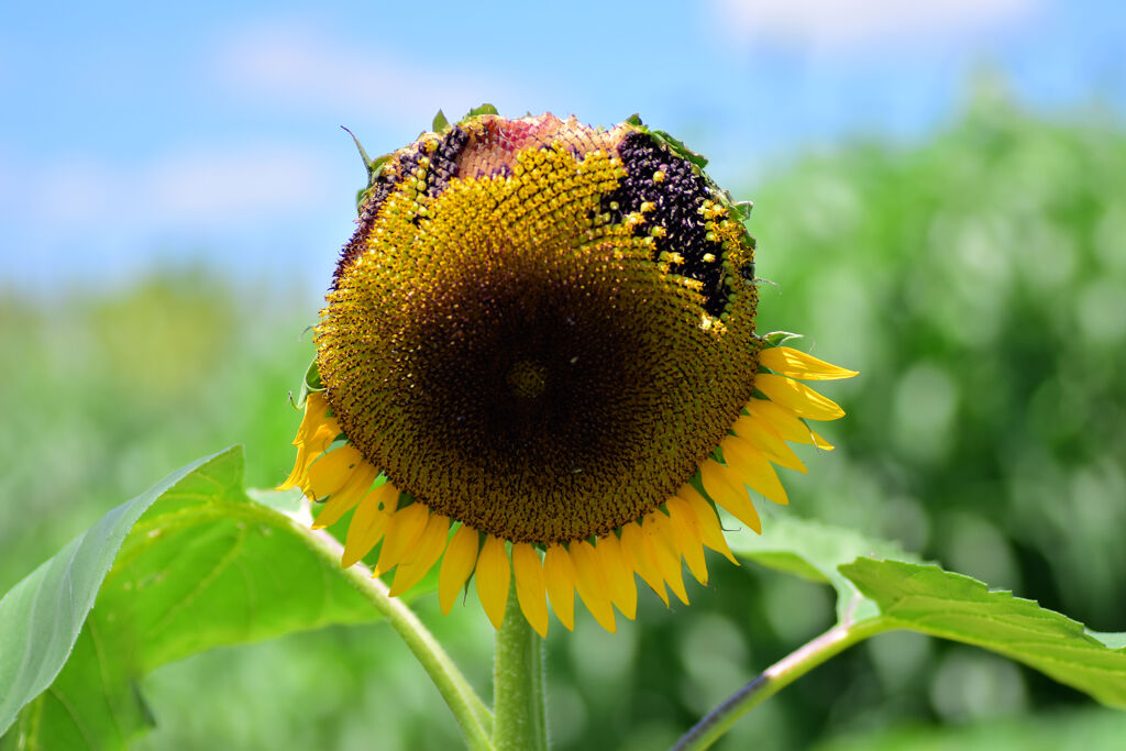 誰が喰った？　１