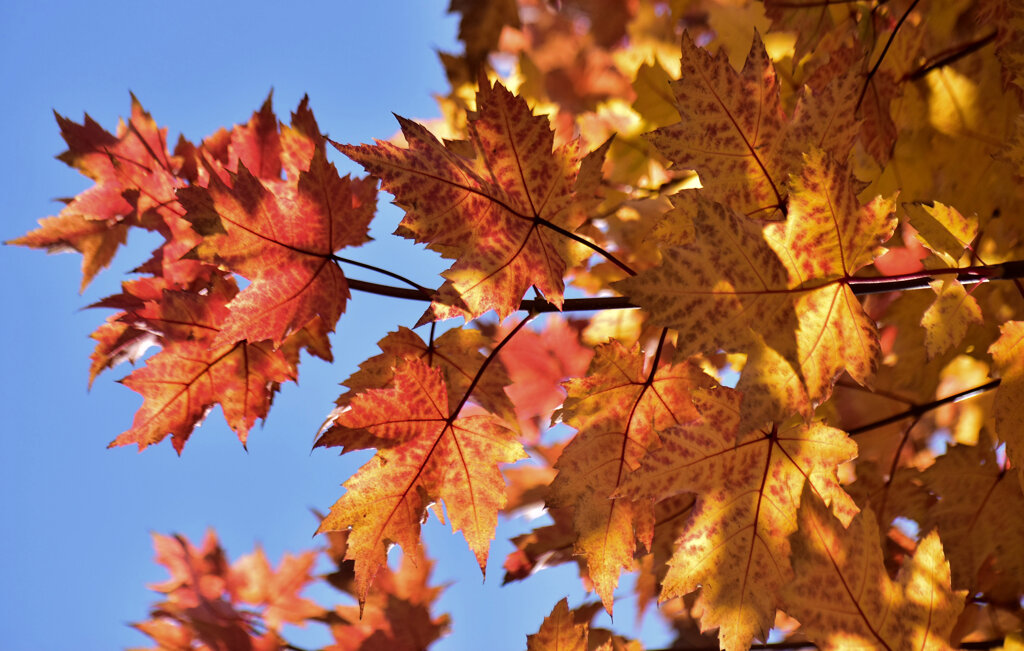 カエデの紅葉　６