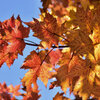 カエデの紅葉　６