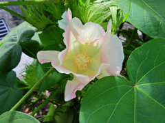 綿の花　３