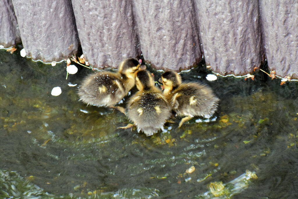 先週　誕生したカルガモの雛10羽は3羽に減りました｡･ﾟ(ﾟ⊃ω⊂ﾟ)ﾟ･｡　４