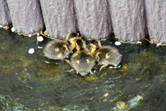 先週　誕生したカルガモの雛10羽は3羽に減りました｡･ﾟ(ﾟ⊃ω⊂ﾟ)ﾟ･｡　４