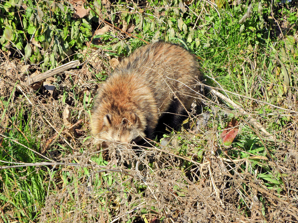 野生の狸さんです　１