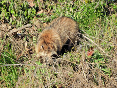 野生の狸さんです　１