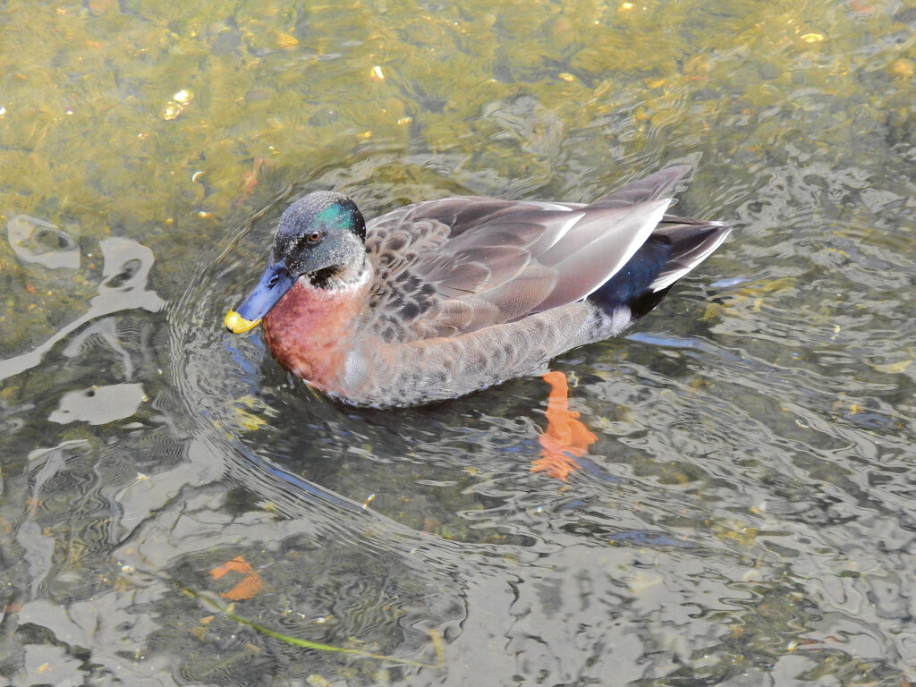 マガモとカルガモのハーフ？　５