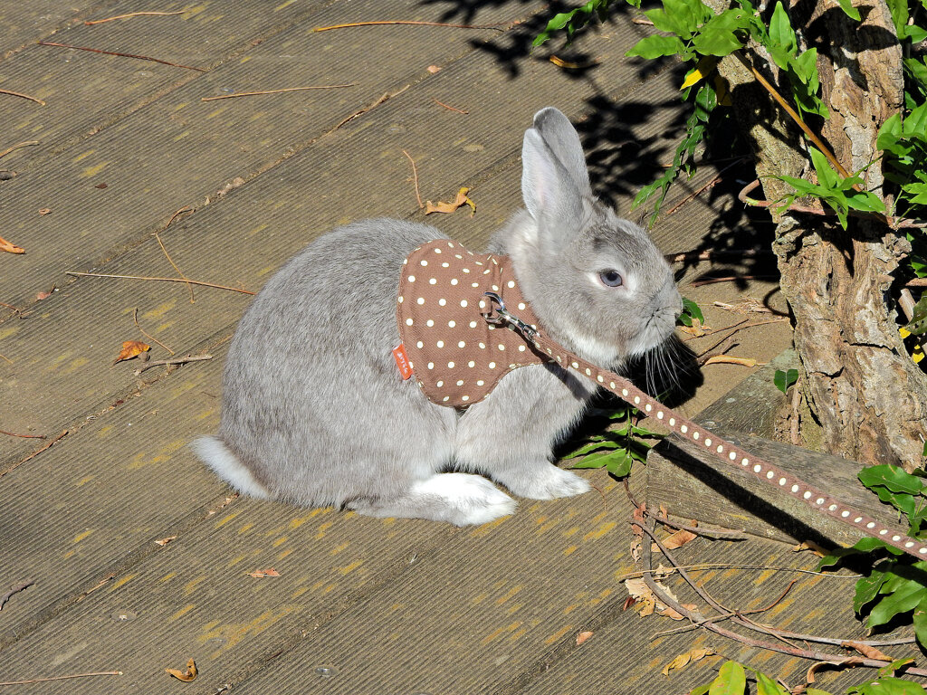 ウサちゃんの￣(=∵=)￣~-----σ(^◇^;)... お散歩３