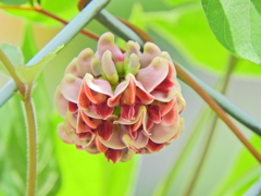 エアポテト（宇宙いも）　花　７