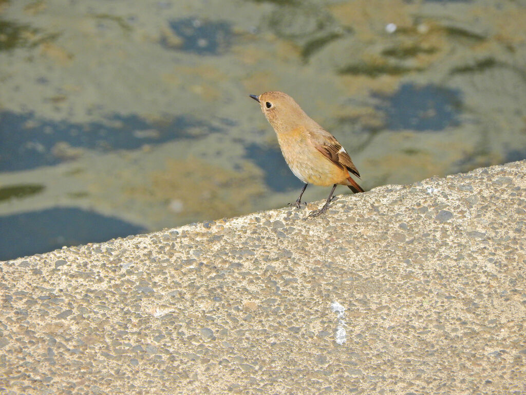 水辺でジヨビ子さん　１