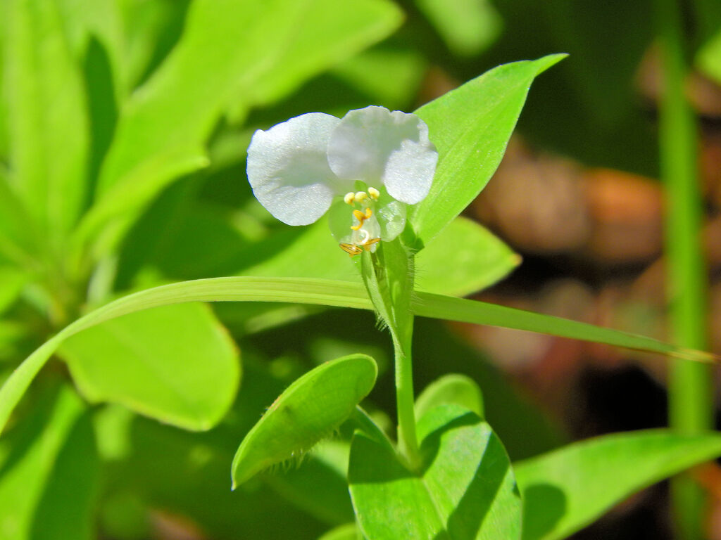 シロバナツユクサ  しろばなつゆくさ（白花露草） ツユクサ科　１