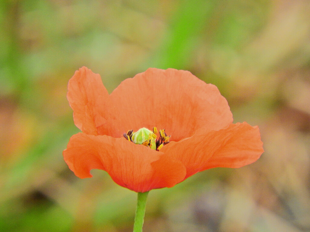 長実雛罌粟（ながみひなげし）　開花　１