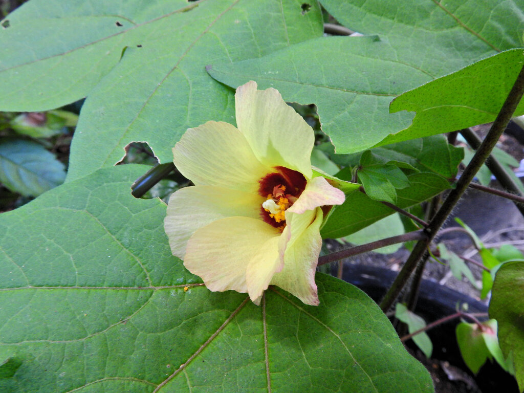 綿 （わた）の花　３