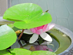民家の瓶で睡蓮　花　１