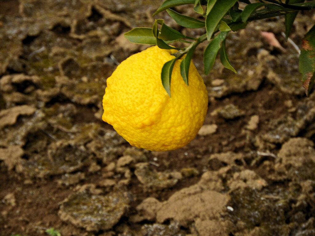 この柑橘類のお名前は？　2/4