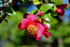 山茶花　１