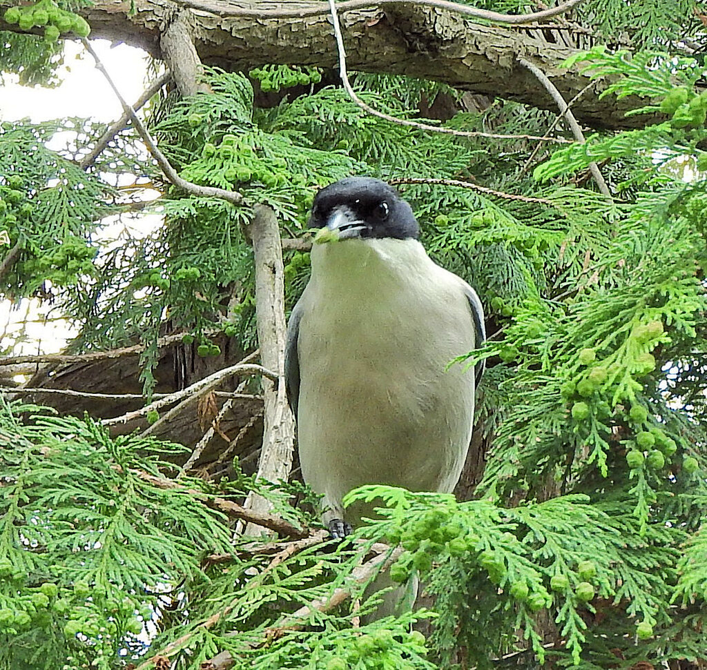 オナガさん檜の実を食べる　３