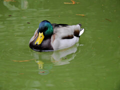 等々力緑地公園・・釣り堀池で　マガモさん　４