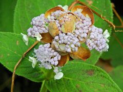 玉紫陽花 （たまあじさい）　１