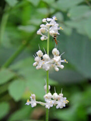 里山で藪茗荷が開花　２