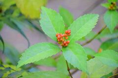 色づいてきた千両の実　３
