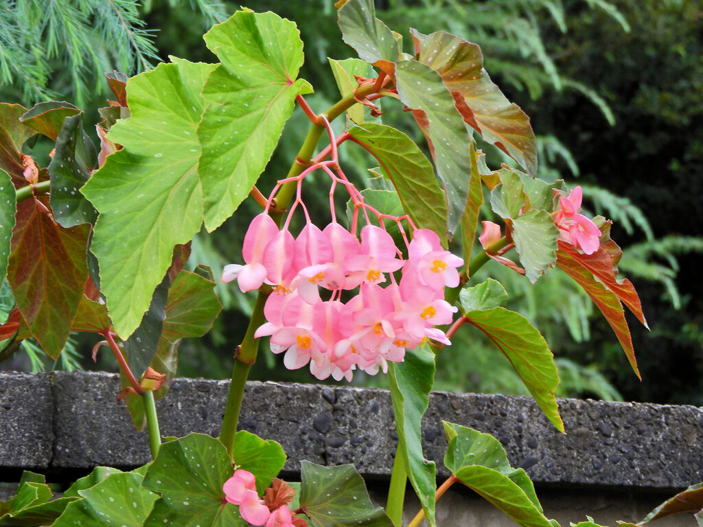 木立（きだち）ベゴニア　花　１