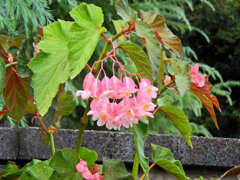 木立（きだち）ベゴニア　花　１