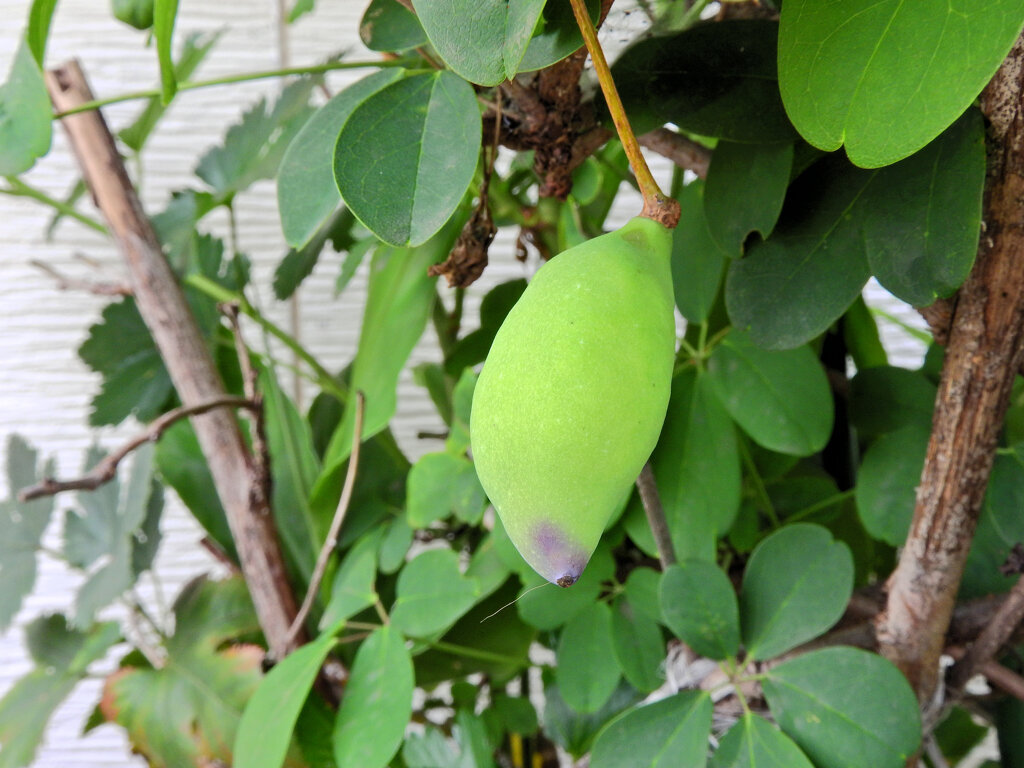 「三葉木通」の実　４