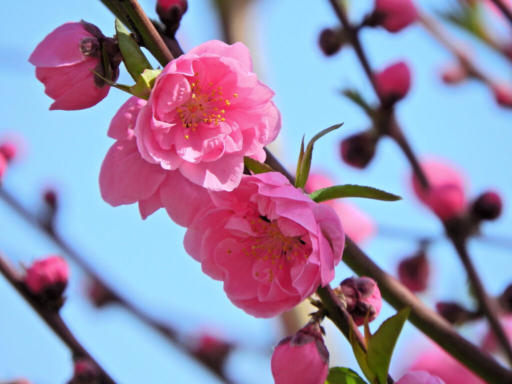 花桃が開花　４