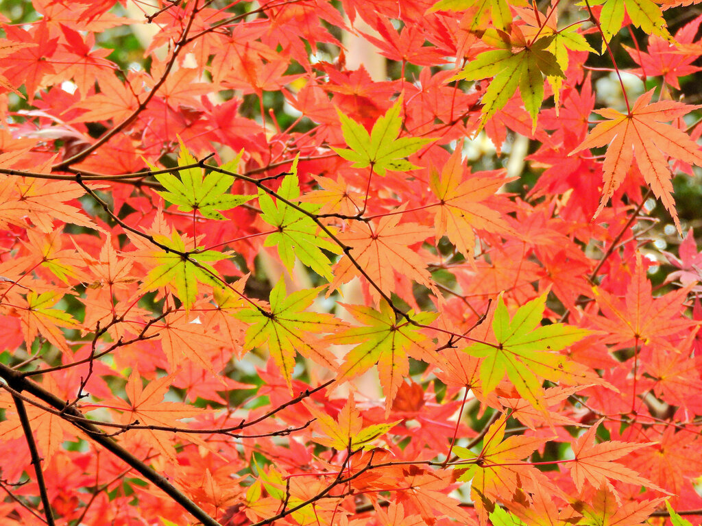 年末の大掃除　撮り溜め紅葉放出　６