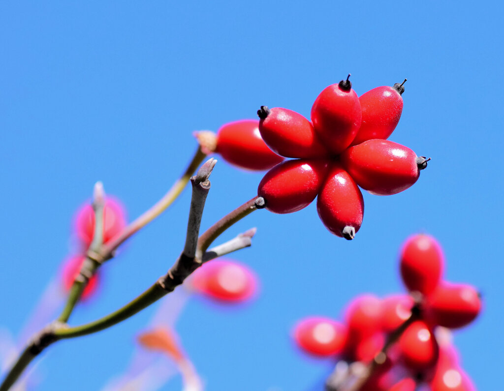 花水木の実　７