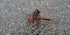 雨降りの道路でアメリカザリガニ　２