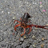 雨降りの道路でアメリカザリガニ　２