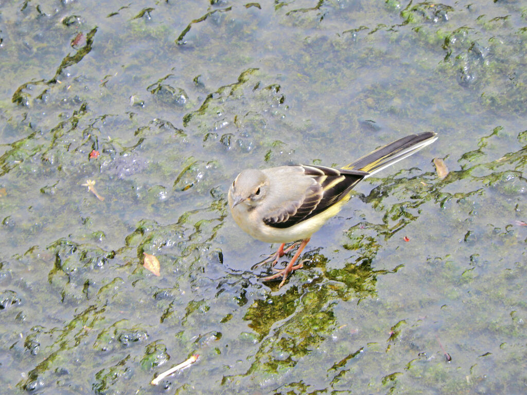 久々のキセキレイ　３