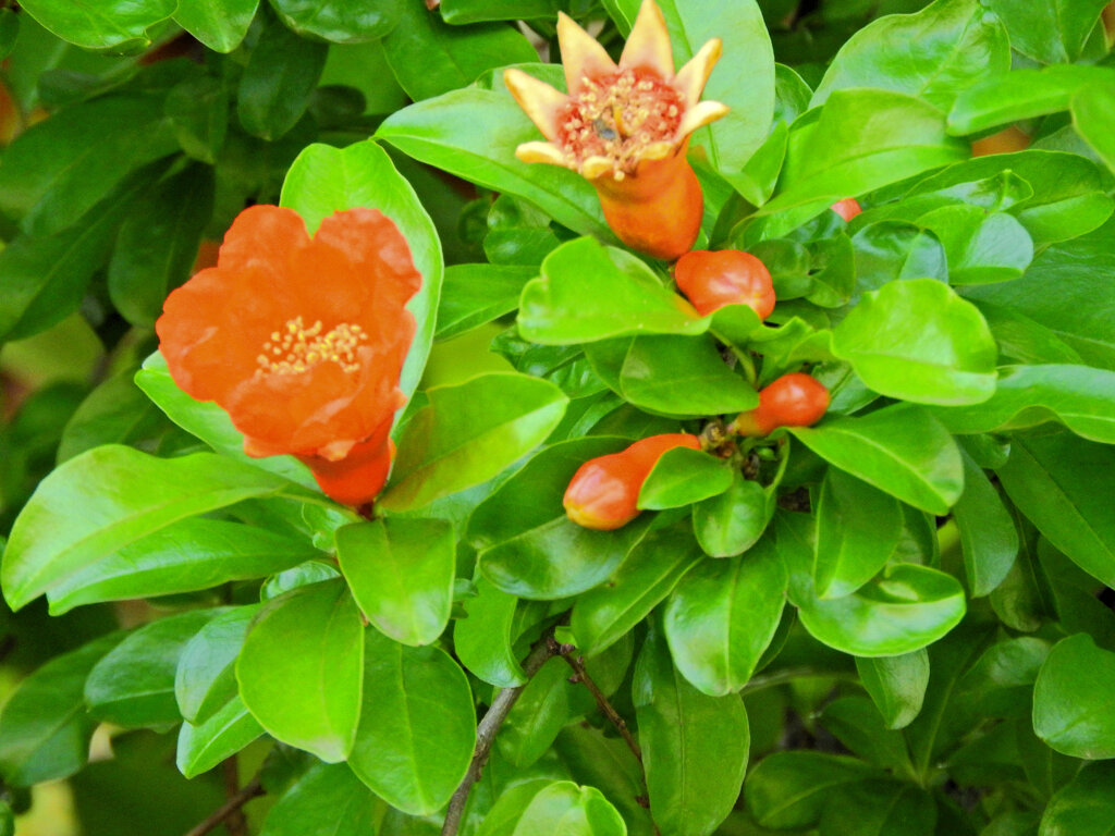 石榴の花　２