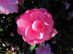 山茶花　４