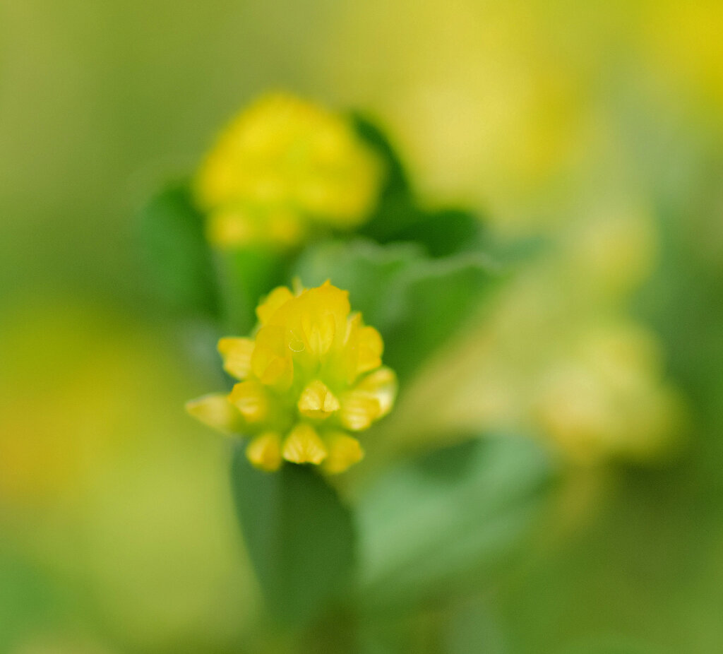 コメツブツメグサ　２