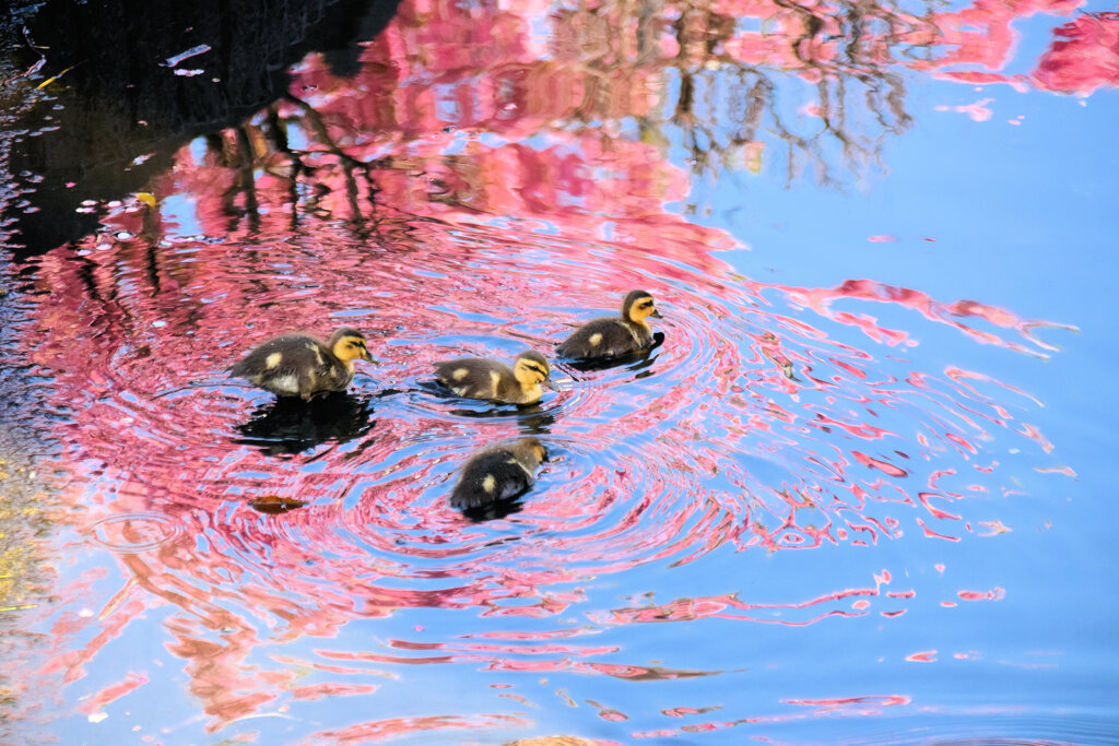 私の散歩道・・せせらぎ遊歩道　２