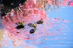 私の散歩道・・せせらぎ遊歩道　２