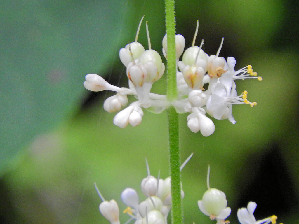 里山で藪茗荷が開花　４