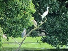 等々力緑地公園・釣り堀池の対岸で・ゴイサギ、ホシゴイ、コサギ