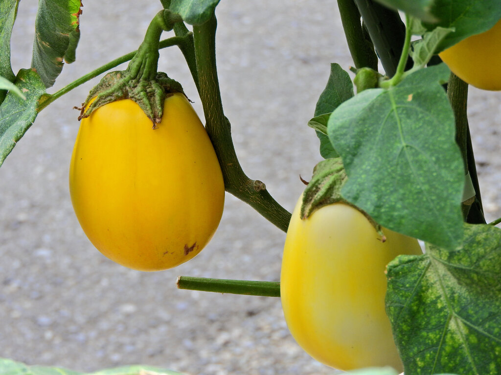 黄色い茄子　３