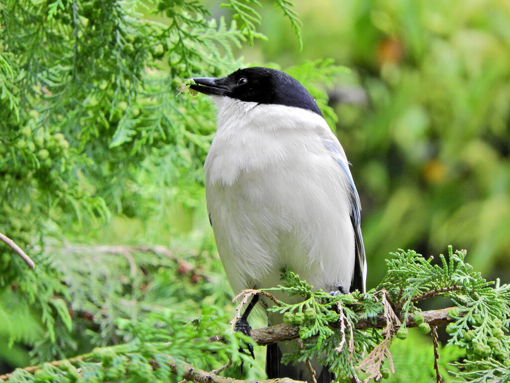 オナガさん檜の実を食べる　７
