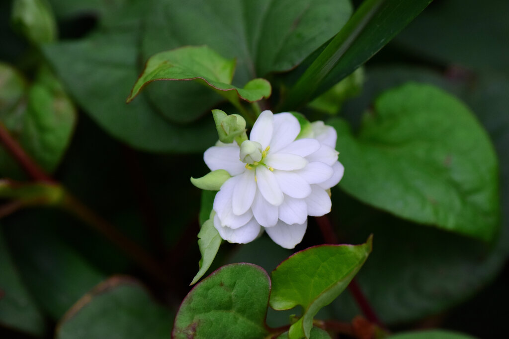 八重毒痛み（やえどくだみ）３