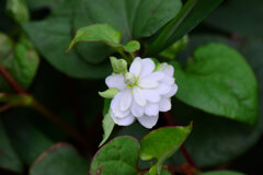 八重毒痛み（やえどくだみ）３