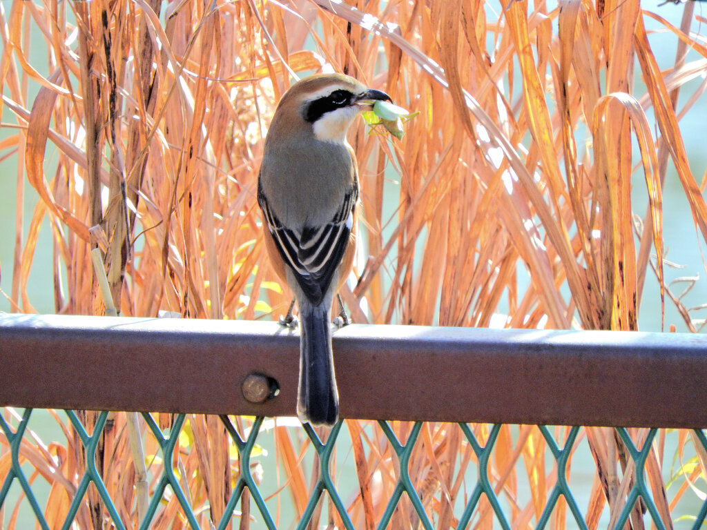 モズ君　蟷螂を捕獲　３/4